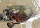 https://cyprustodayonline.com/mystery-of-dead-turtles