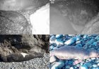 https://cyprustodayonline.com/endangered-seal-breeding-in-trnc
