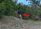 https://cyprustodayonline.com/stay-away-from-deer-public-warned