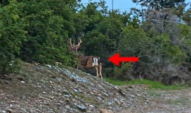 https://cyprustodayonline.com/stay-away-from-deer-public-warned